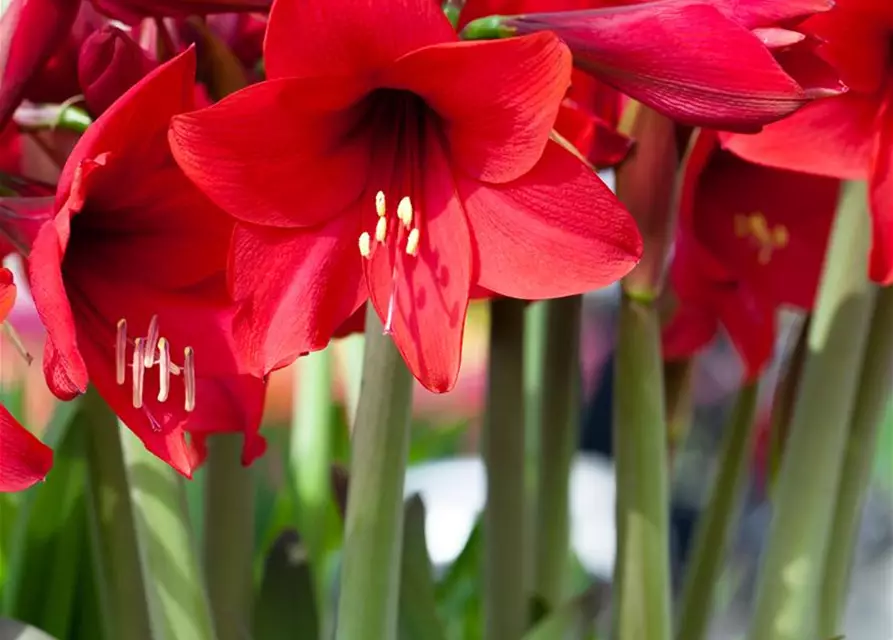 Hippeastrum 'Kolibri'