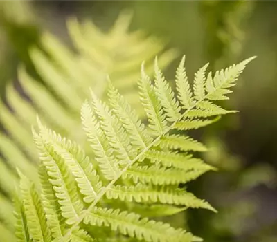 Dryopteris affinis