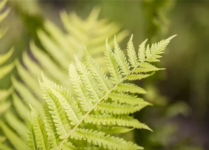 Dryopteris affinis