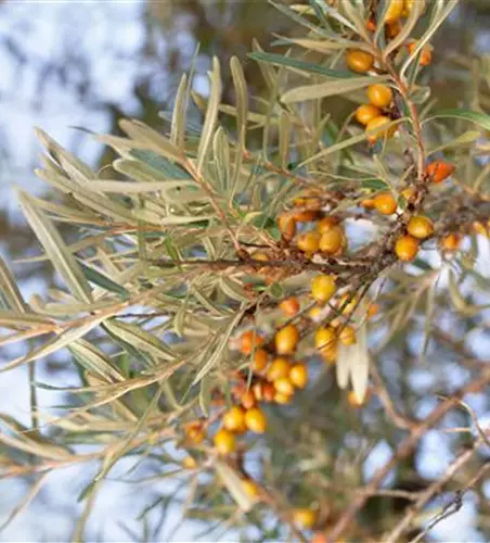 Hippophae rhamnoides