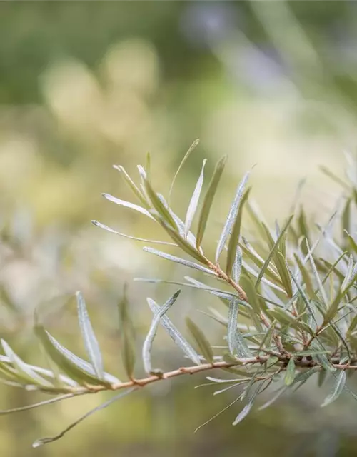 Hippophae rhamnoides