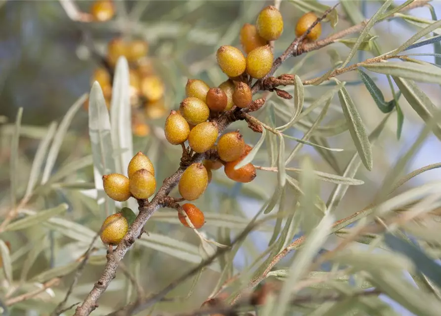 Hippophae rhamnoides