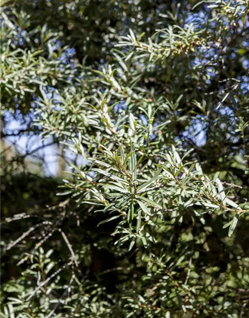 Hippophae rhamnoides