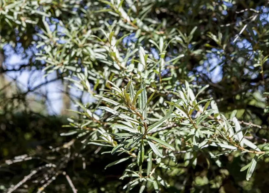 Hippophae rhamnoides