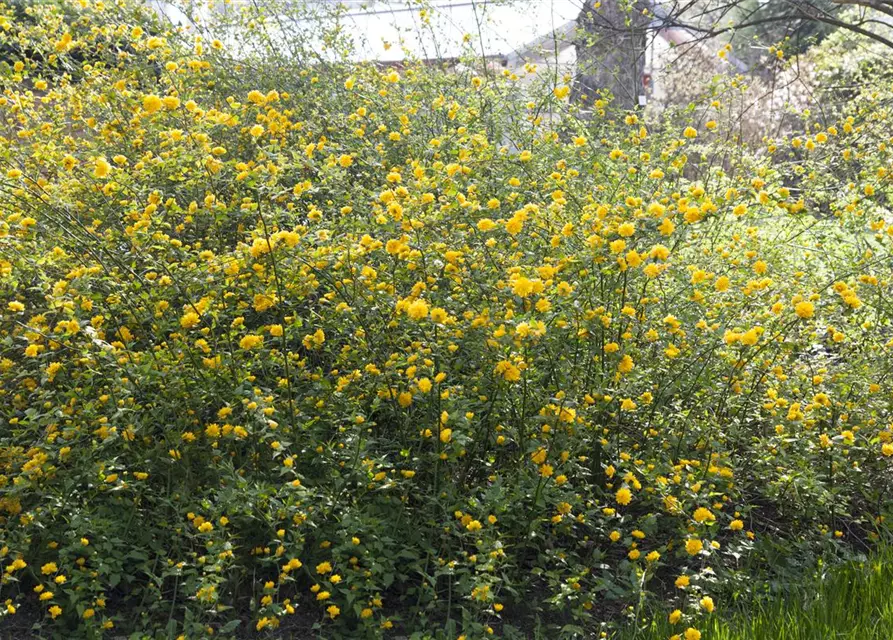 Kerria japonica