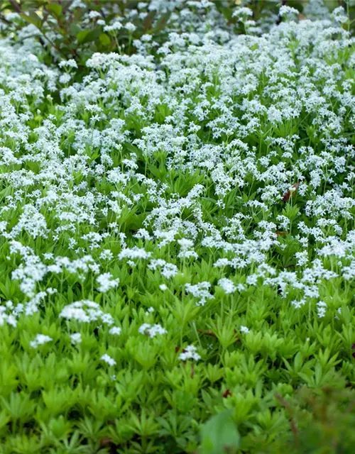 Galium odoratum