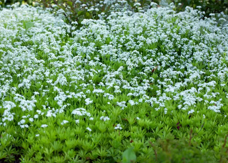 Galium odoratum