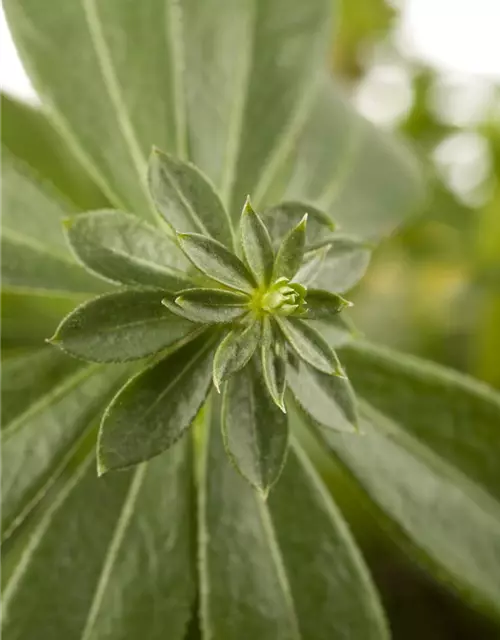 Galium odoratum