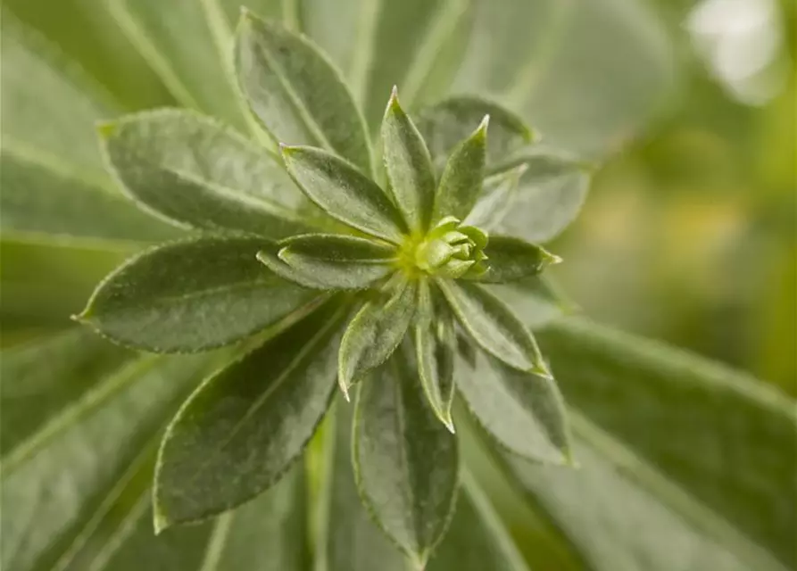 Galium odoratum