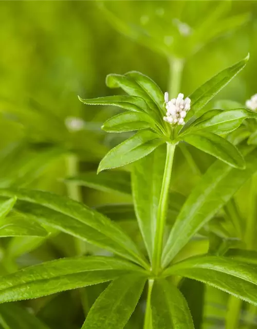 Galium odoratum