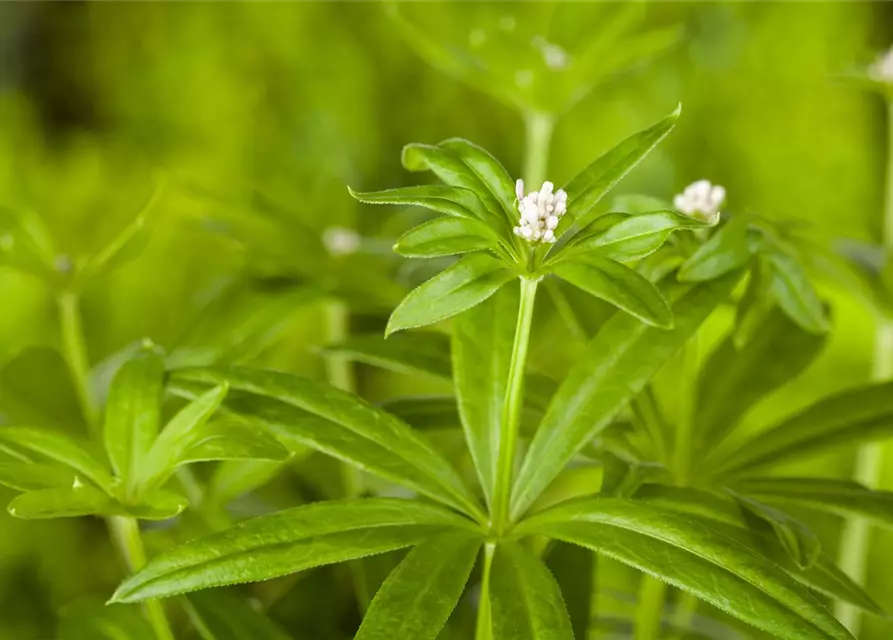 Galium odoratum