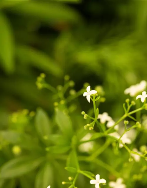 Galium odoratum