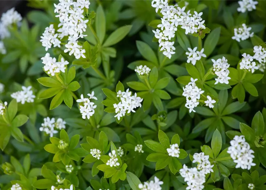 Galium odoratum