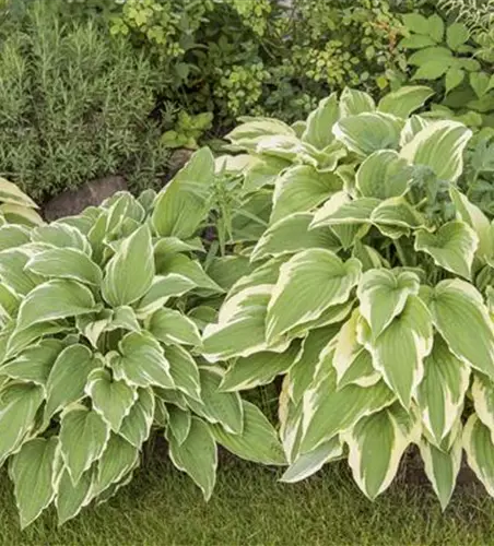 Hosta sieboldii