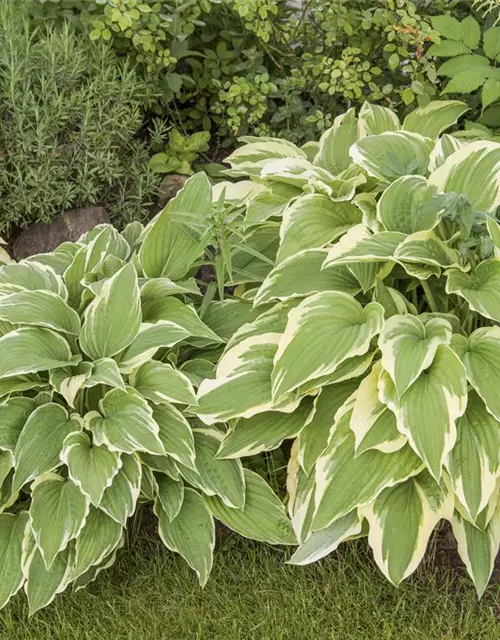 Hosta sieboldii