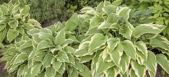 Hosta sieboldii