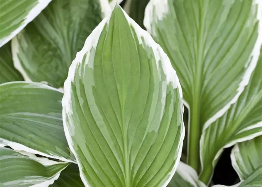 Hosta sieboldii