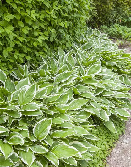 Hosta sieboldii