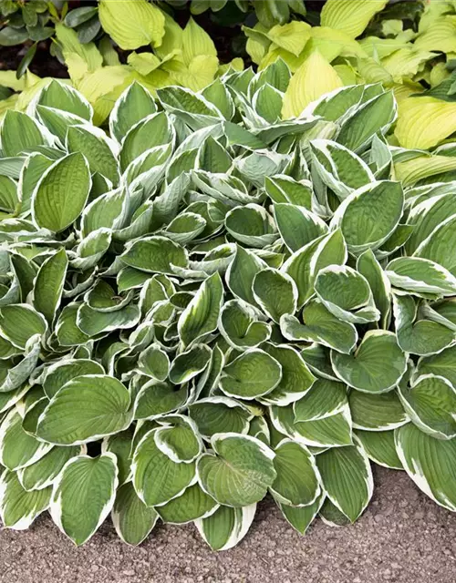 Hosta sieboldii