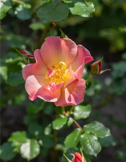 Kleinstrauchrose