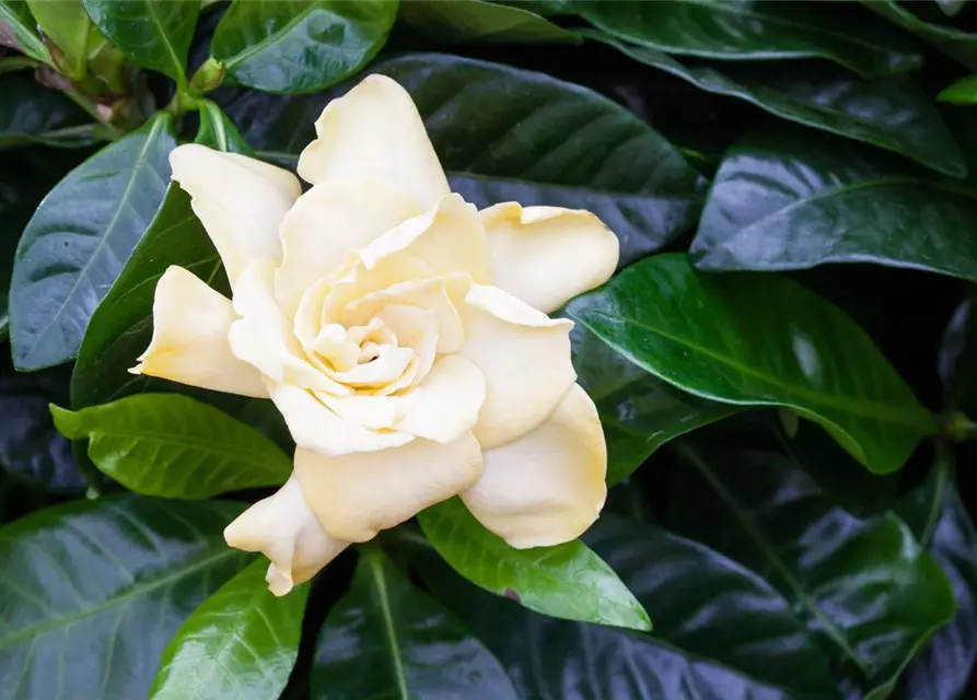 Gardenia jasminoides