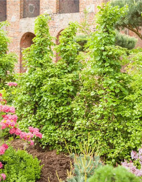 Hydrangea petiolaris