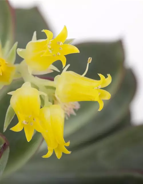 Echeveria