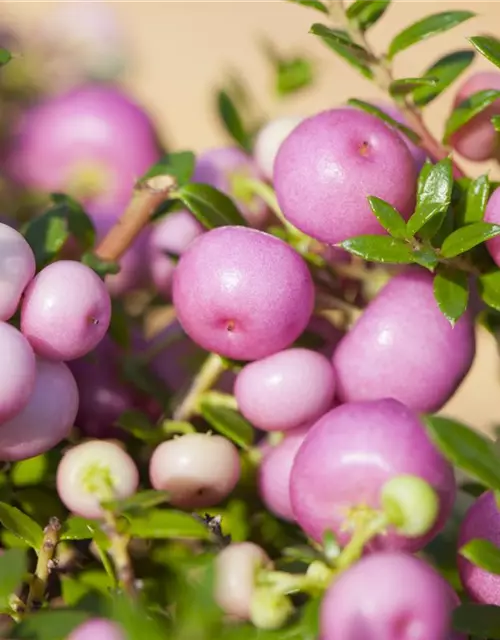 Gaultheria mucronata