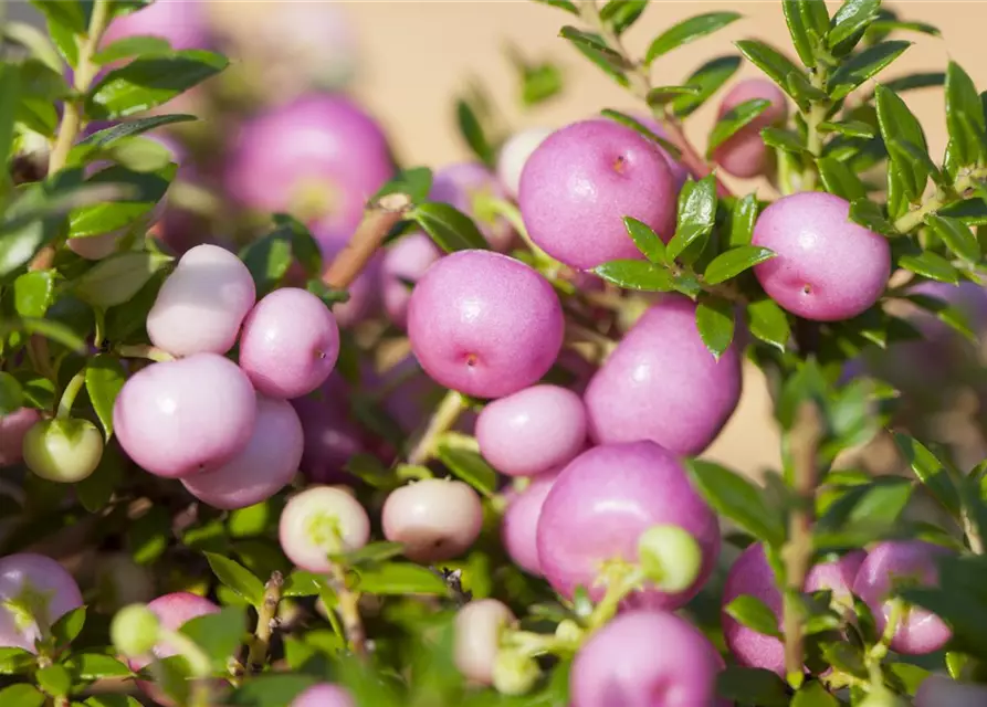 Gaultheria mucronata