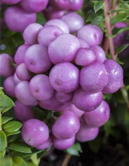 Gaultheria mucronata