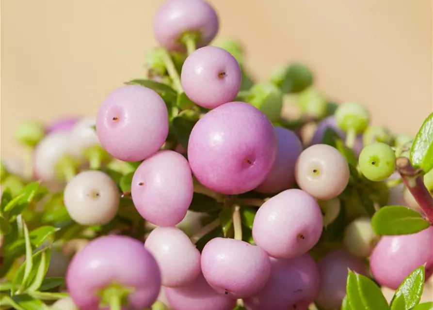 Gaultheria mucronata