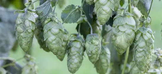 Humulus lupulus