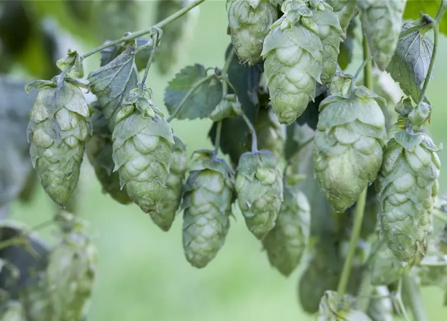 Humulus lupulus