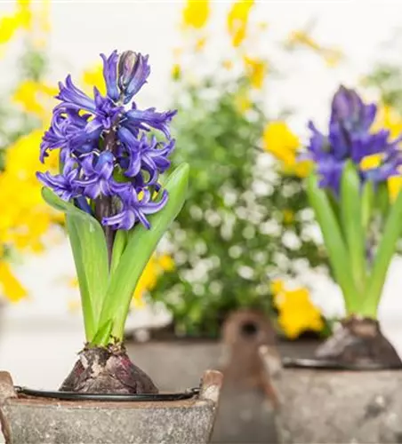 Hyacinthus orientalis