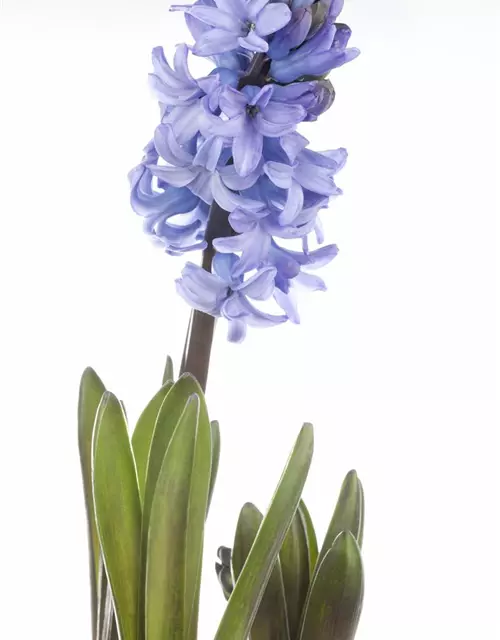 Hyacinthus orientalis