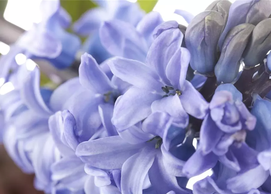 Hyacinthus orientalis