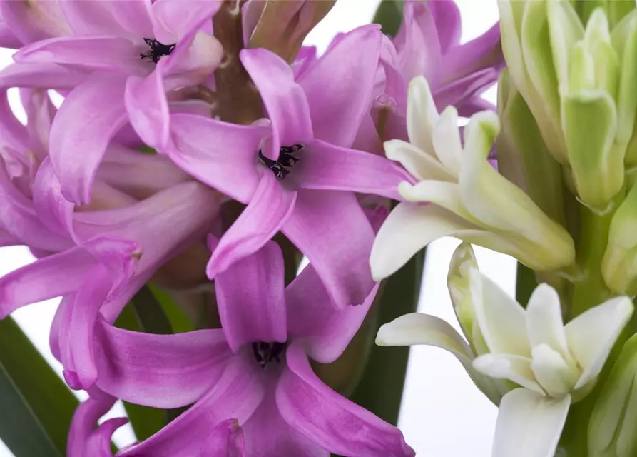 Hyacinthus orientalis