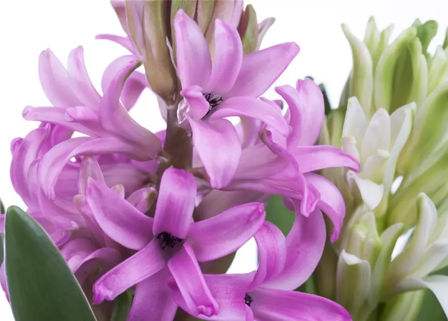 Hyacinthus orientalis