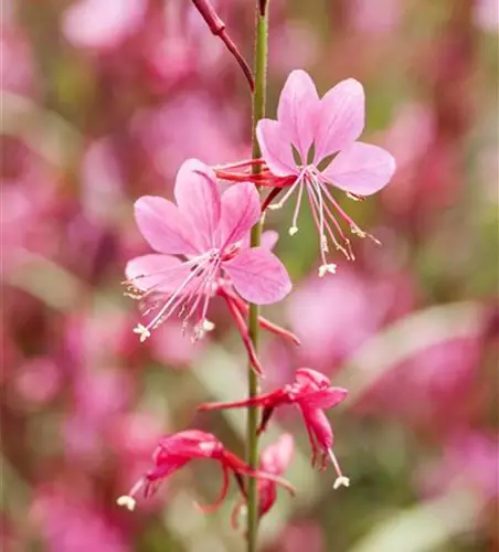 Gaura lindheimeri