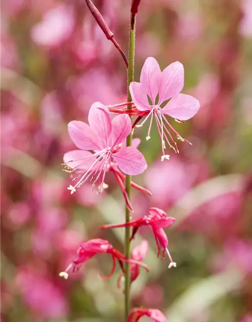 Gaura lindheimeri