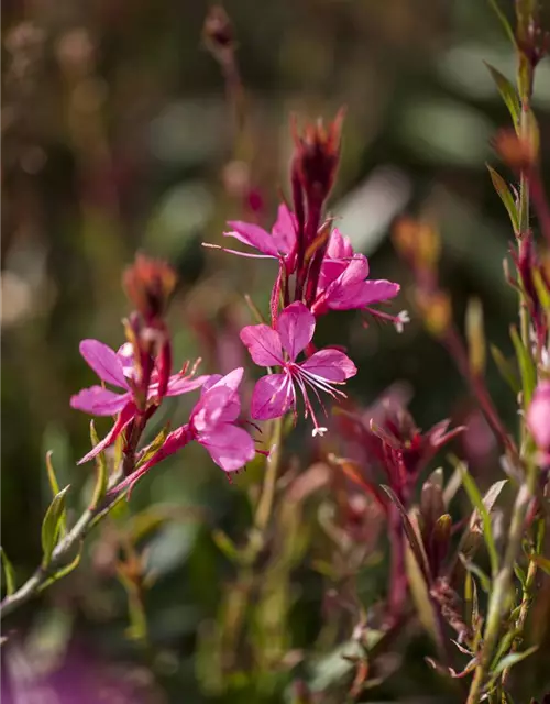 Gaura lindheimeri