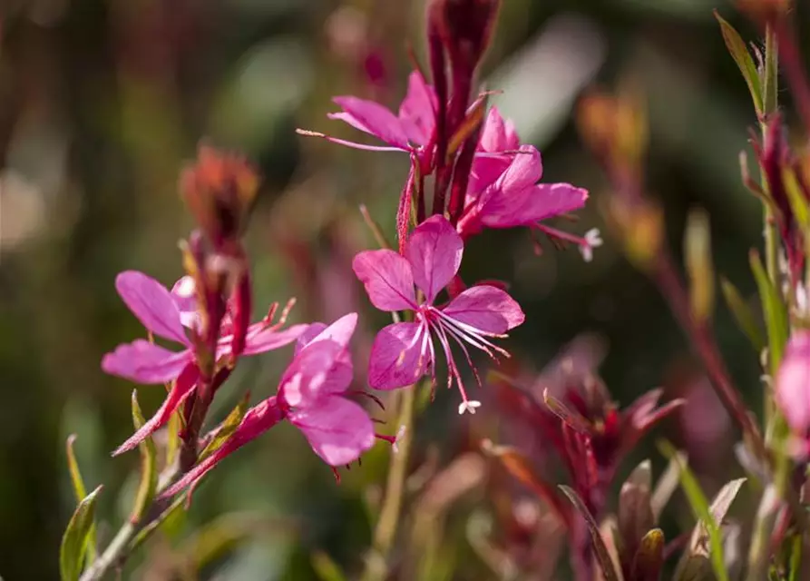 Gaura lindheimeri