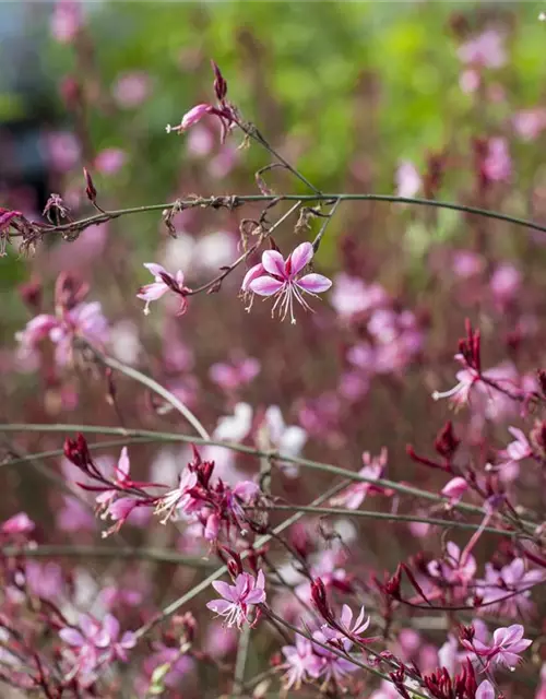 Gaura lindheimeri