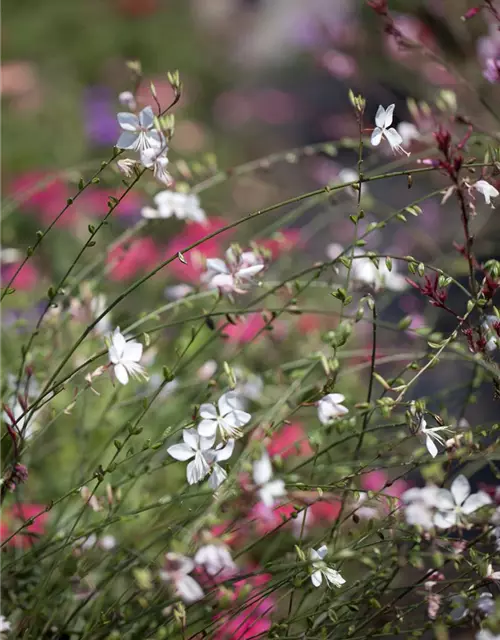 Gaura lindheimeri