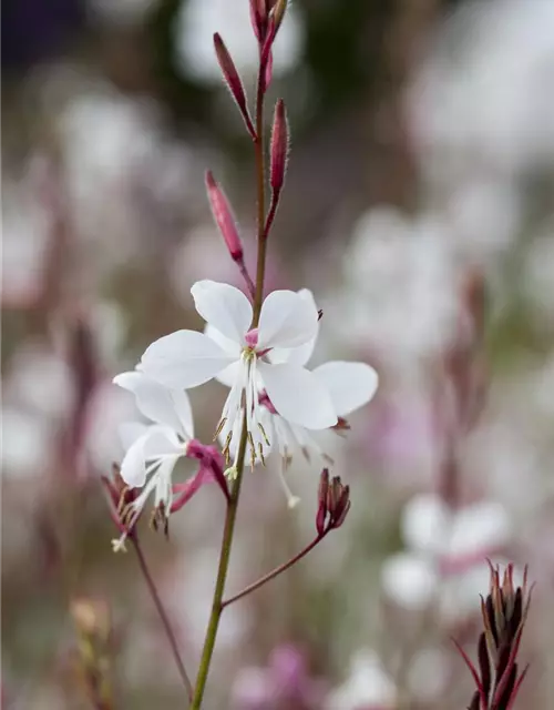 Gaura lindheimeri