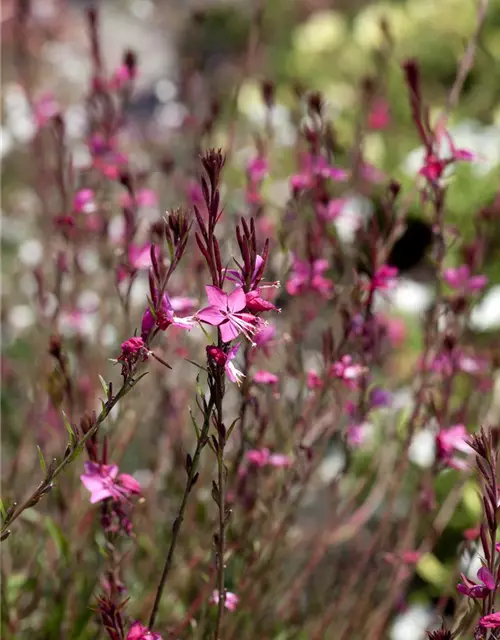 Gaura lindheimeri