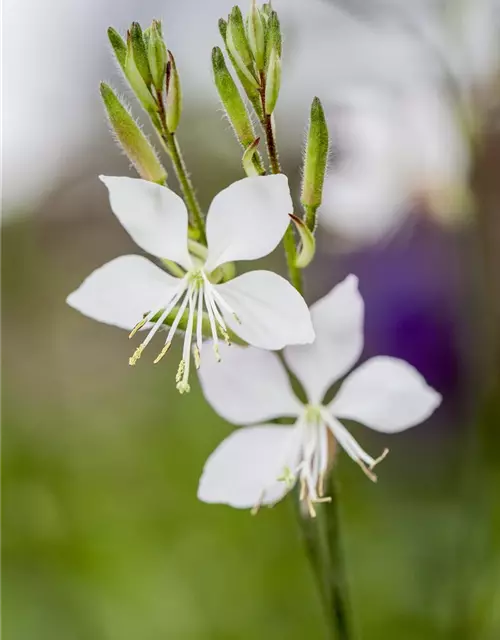 Gaura lindheimeri