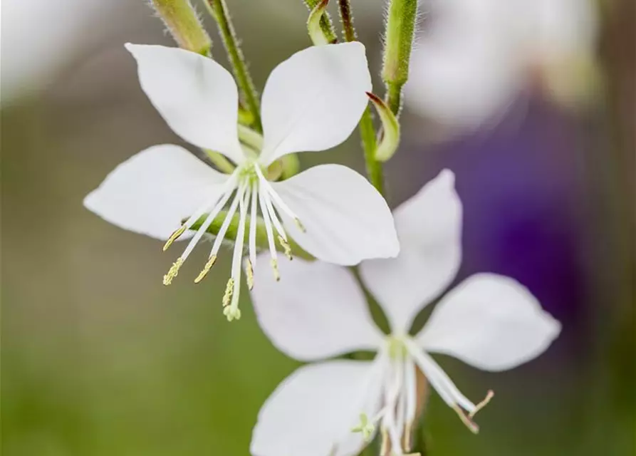 Gaura lindheimeri