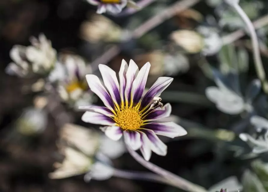 Gazania rigens