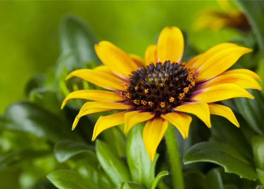 Gazania rigens